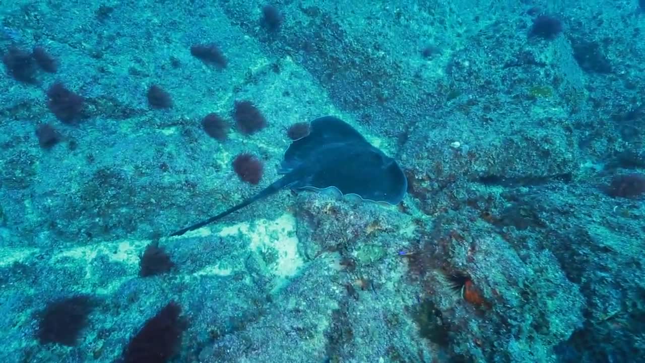 Bull Ray Hanging Out Close Up