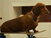 Wiener-Dog Official Trailer