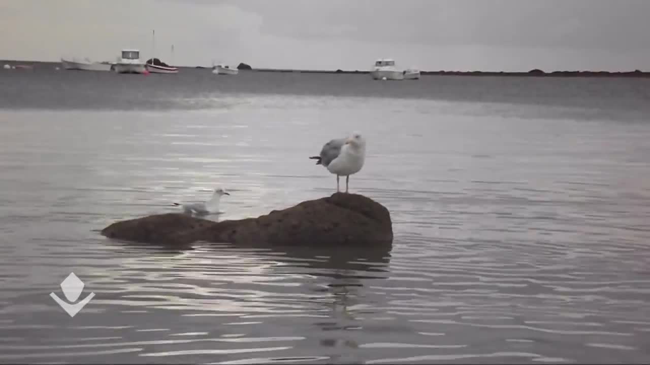 Seagulls and Crows are Fighting for Fish Feed