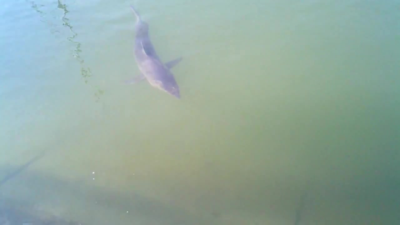 Mako Shark inside Dana Point Harbor