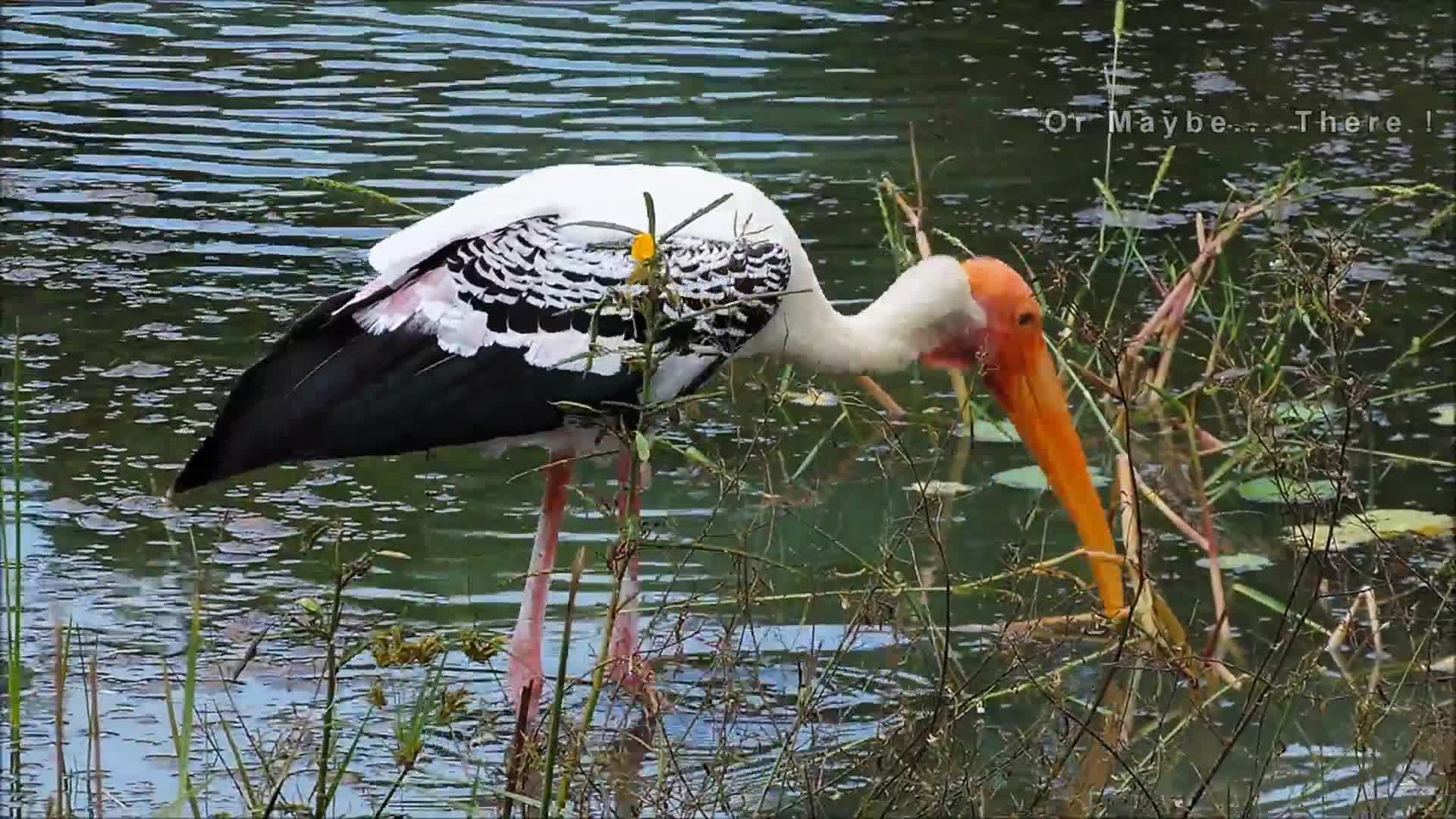 A Painted Stork Wading For Something To Eat