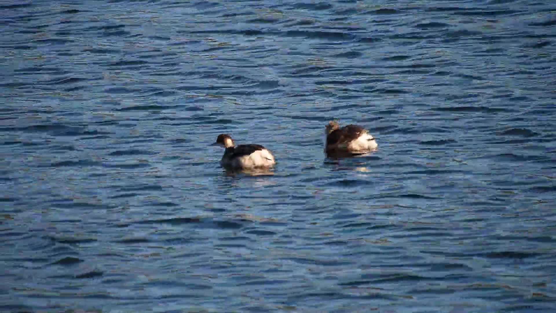A Couple of Ducks