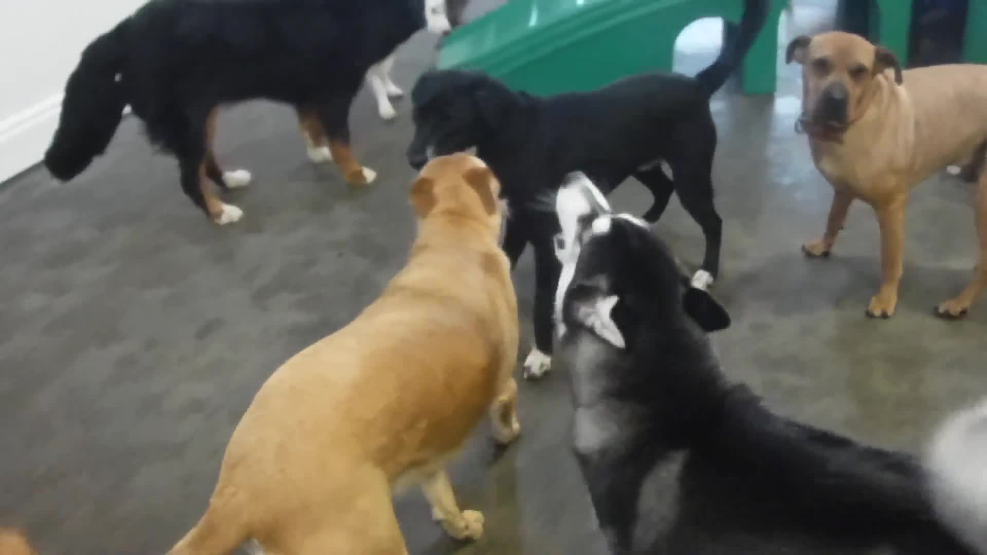 Dogs having a Good Time