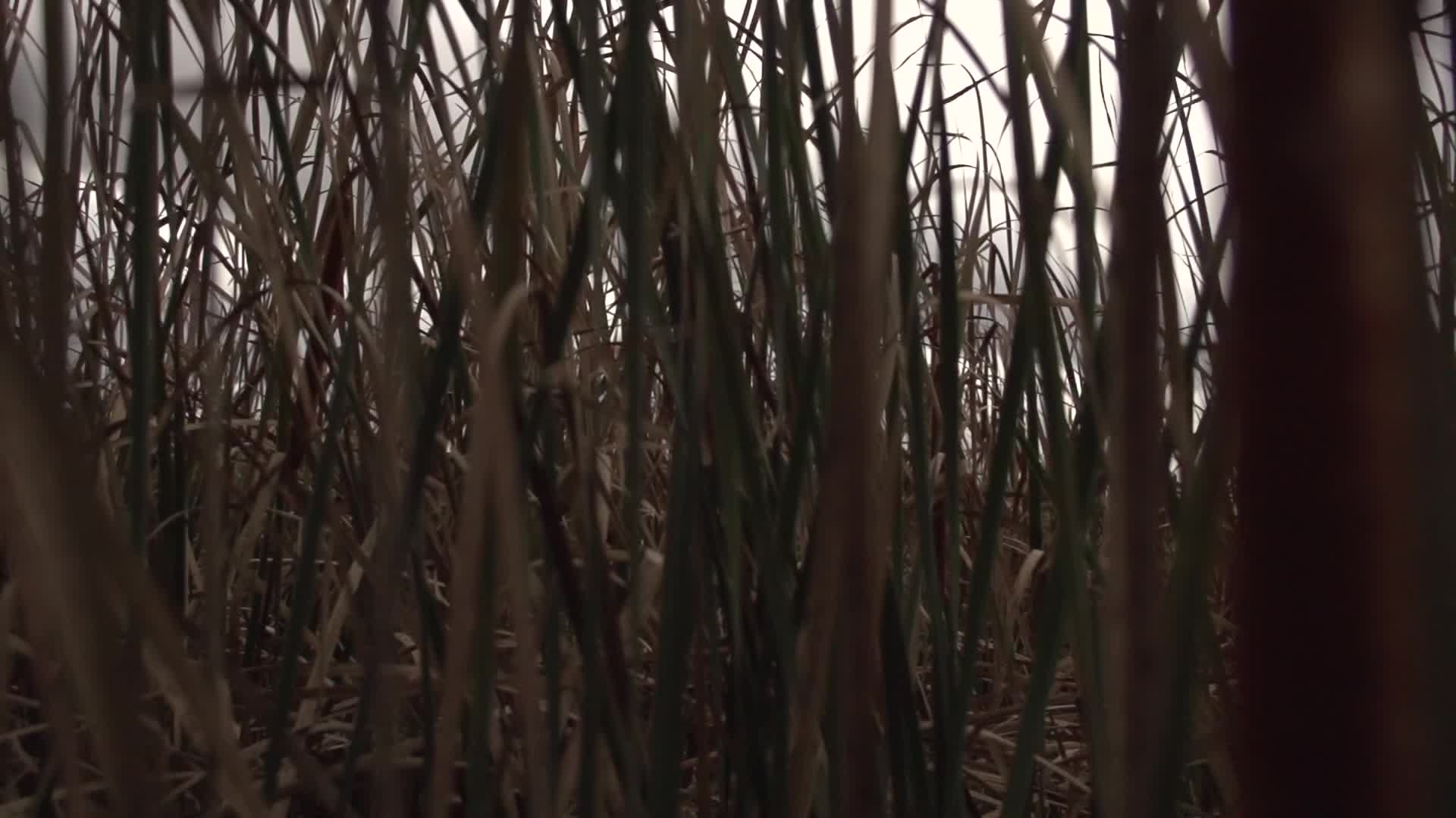 Through the Swamp