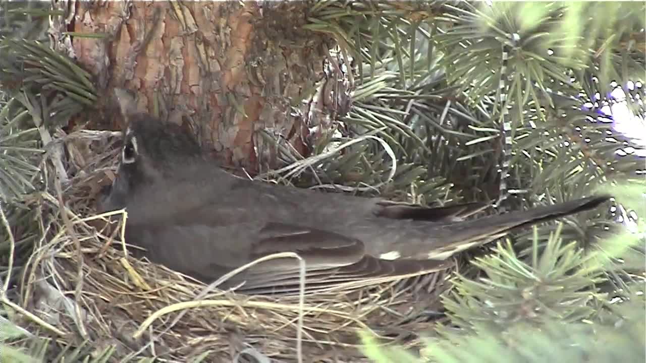 Robin in Nest