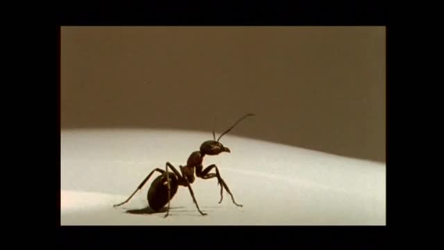 La Fourmi (The Ant)