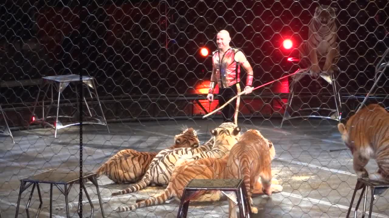 Ringling Bros & Barnum and Bailey Circus - Tigers