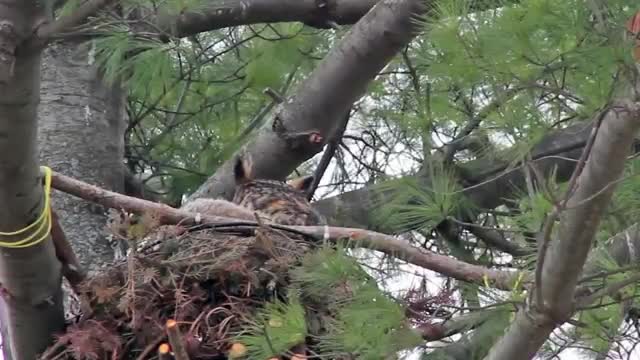Great Horned Owl Nest: Curious Owlets