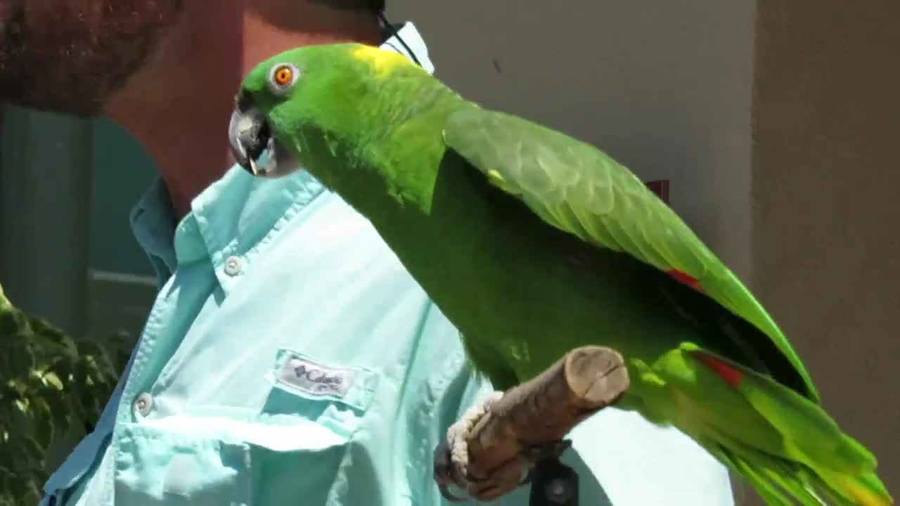 Parrot Speaks