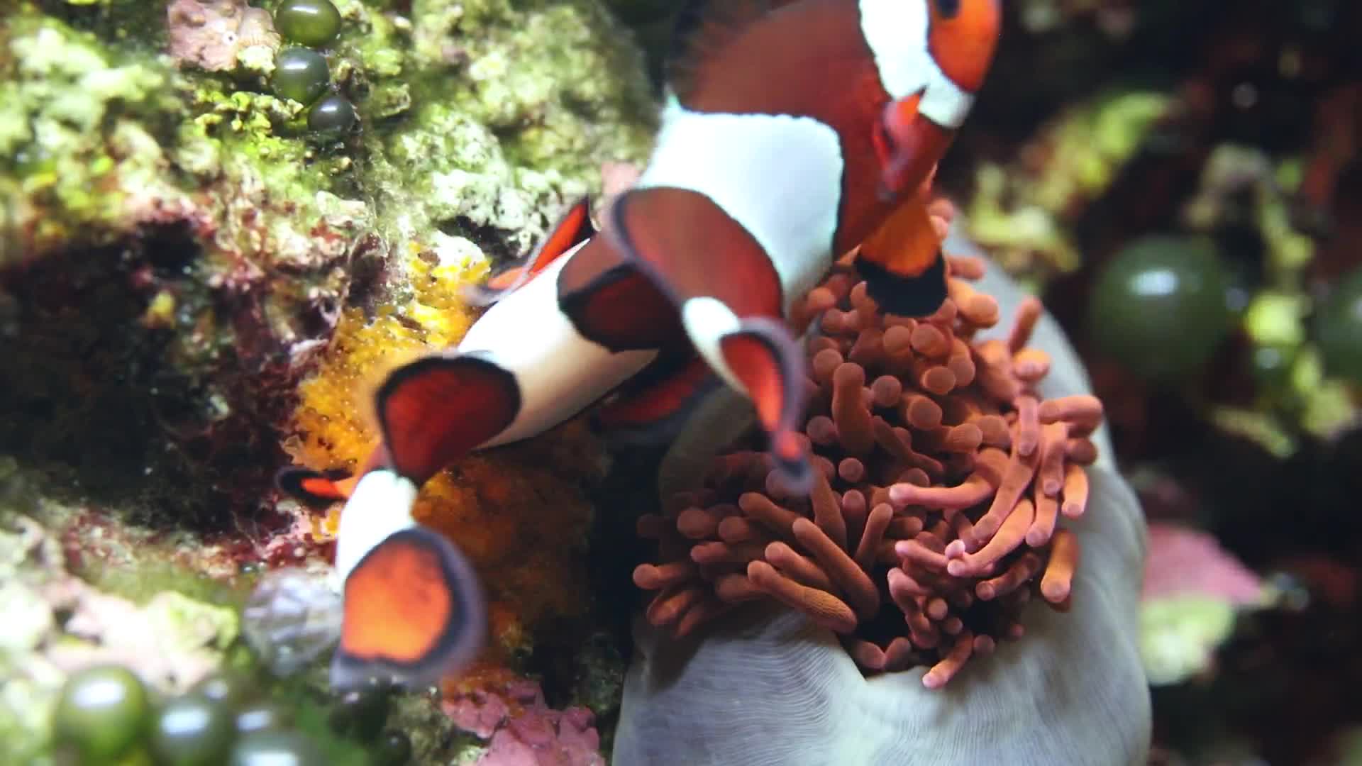 Two Coral Fishes
