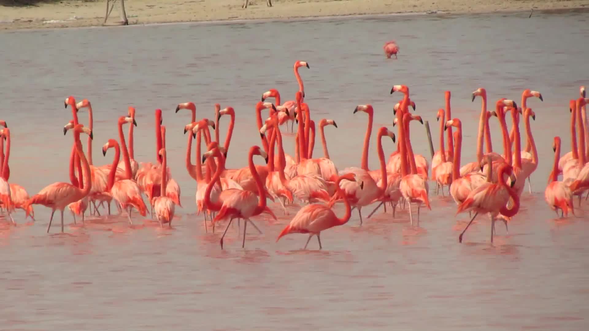 Flamingos in Celestún Estuary