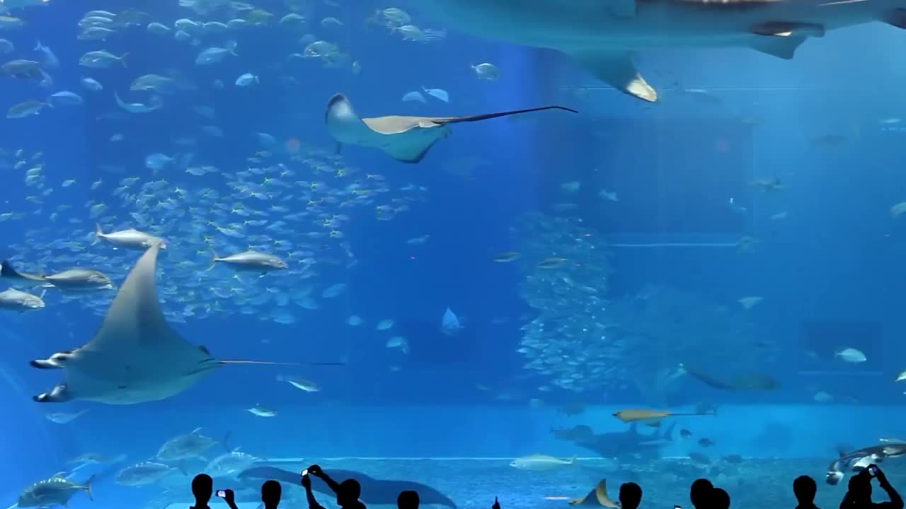 Camille Saint-Saëns - Aquarium