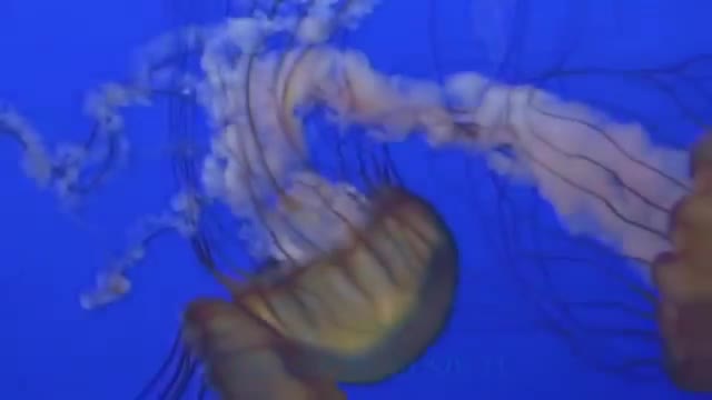 Various Sea Life in the Pacific & Classic Music