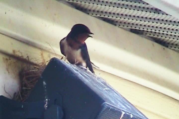Swallows - The Male Defends The Nest