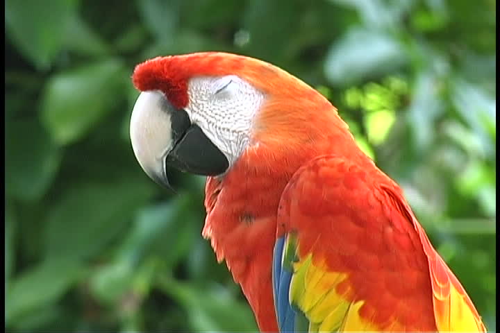 Sarasota Jungle Gardens - The Parrot