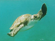 Tenerife - Snorkel - Turtle