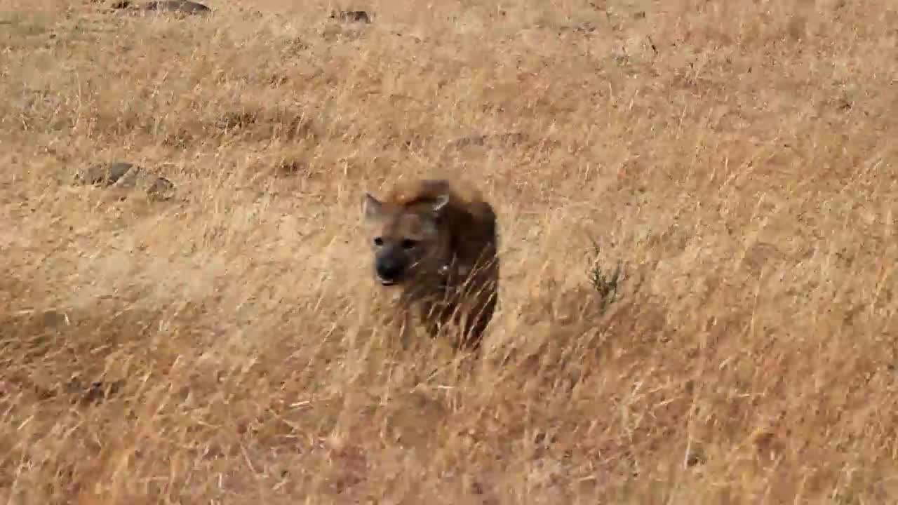 Kenya Hyena