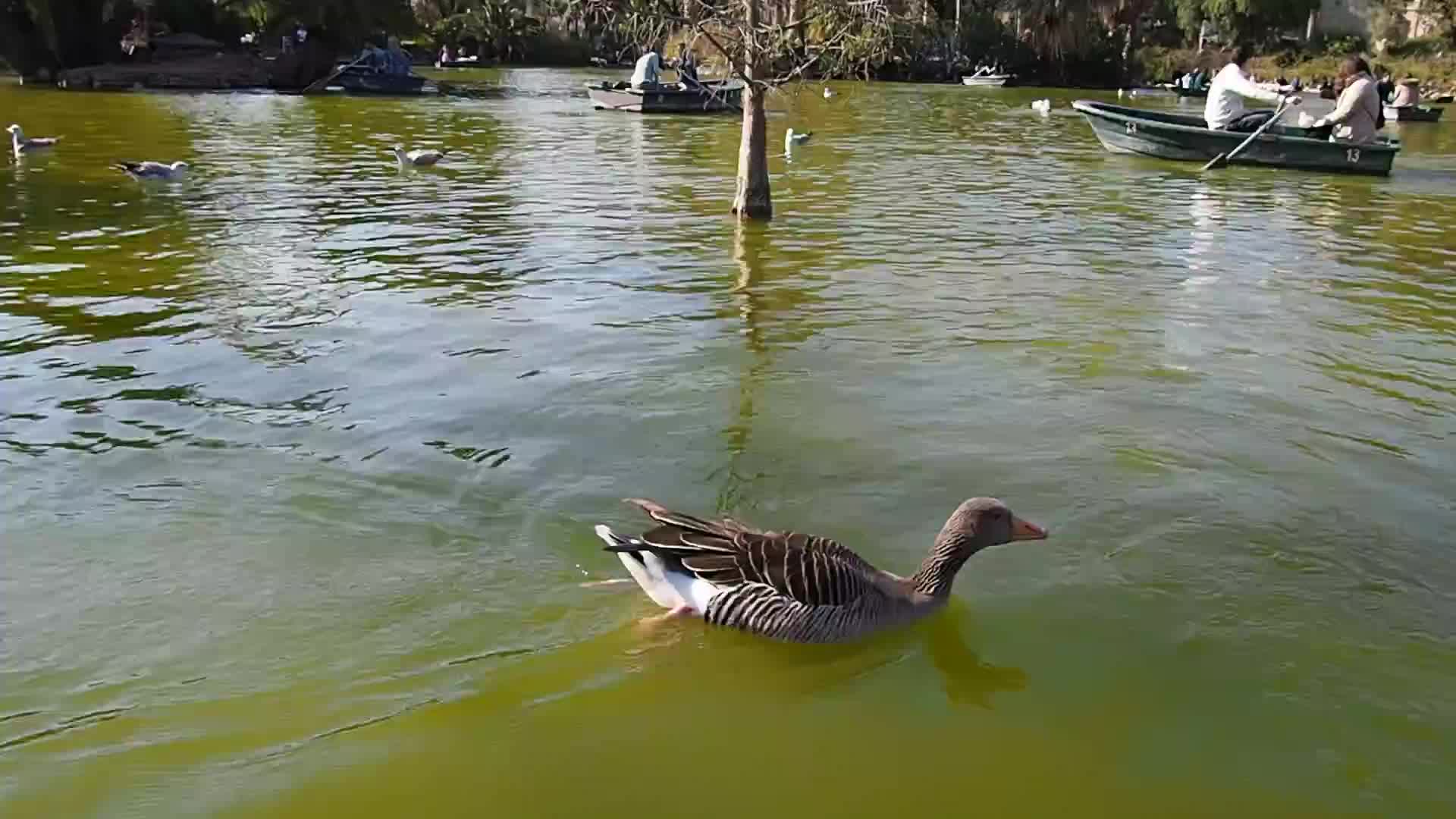 The Geese at the Lake