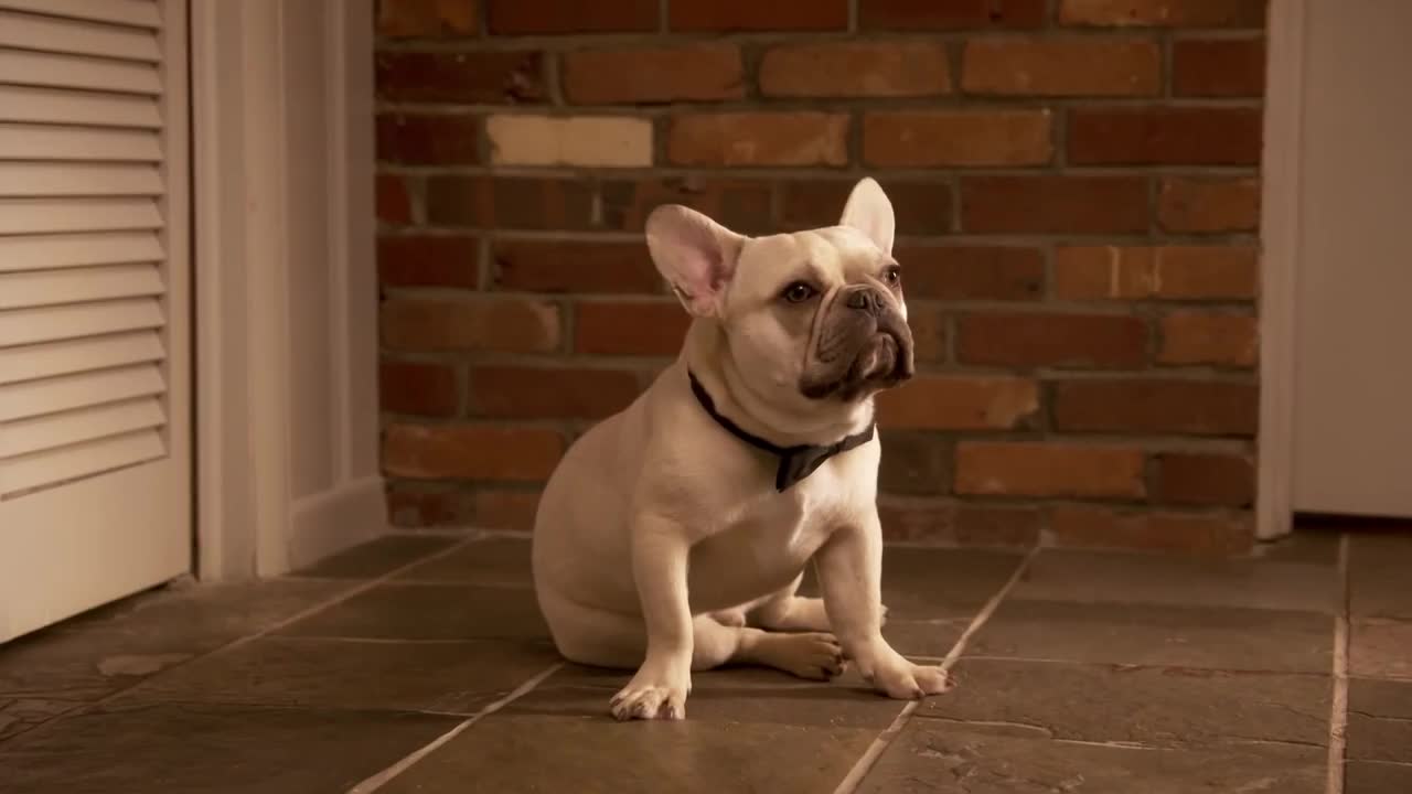 Doritos Commercial: Puppy Dad
