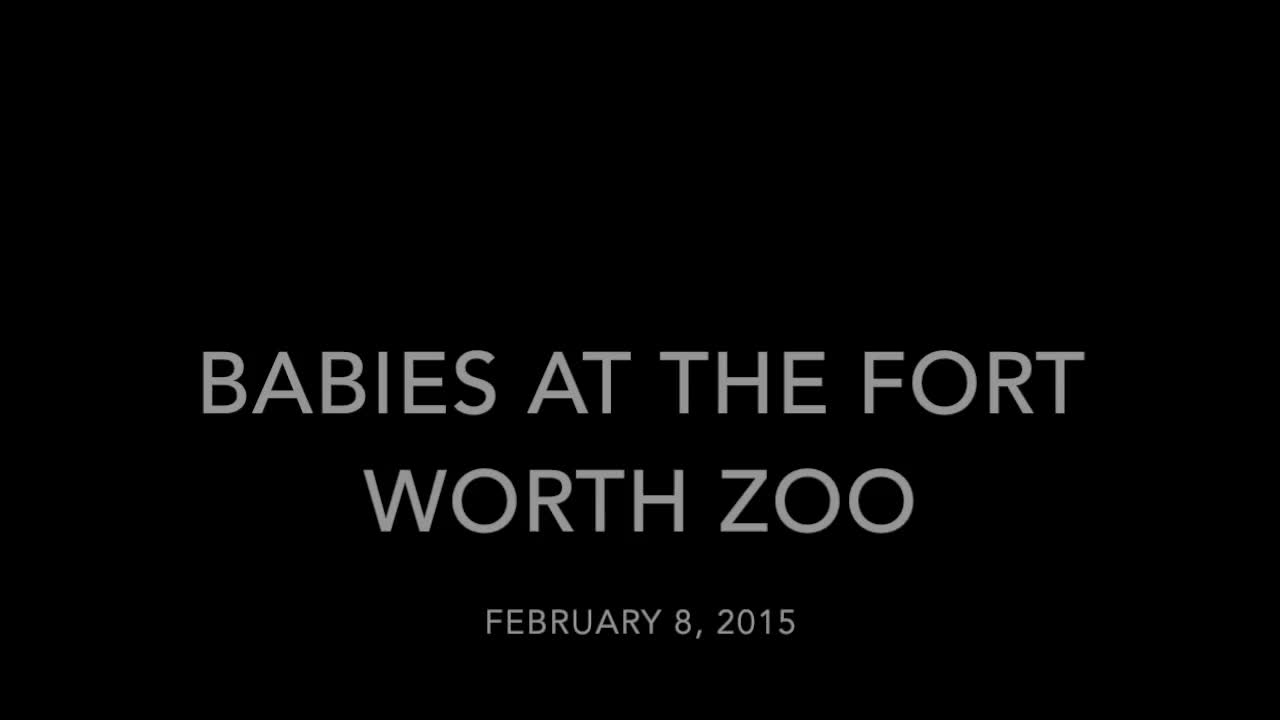 Babies At The Fort Worth Zoo