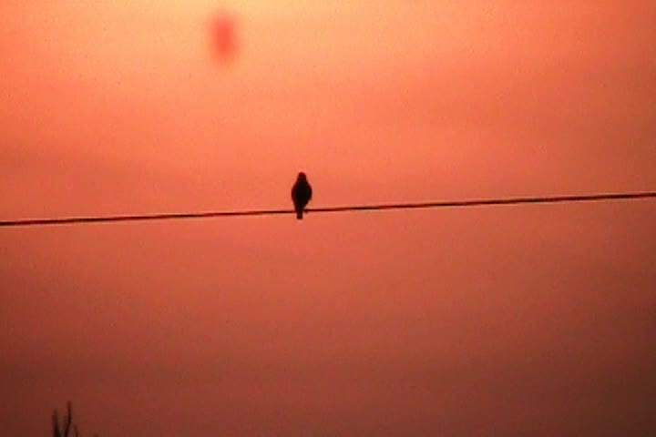 Bird On a Wire - Morning
