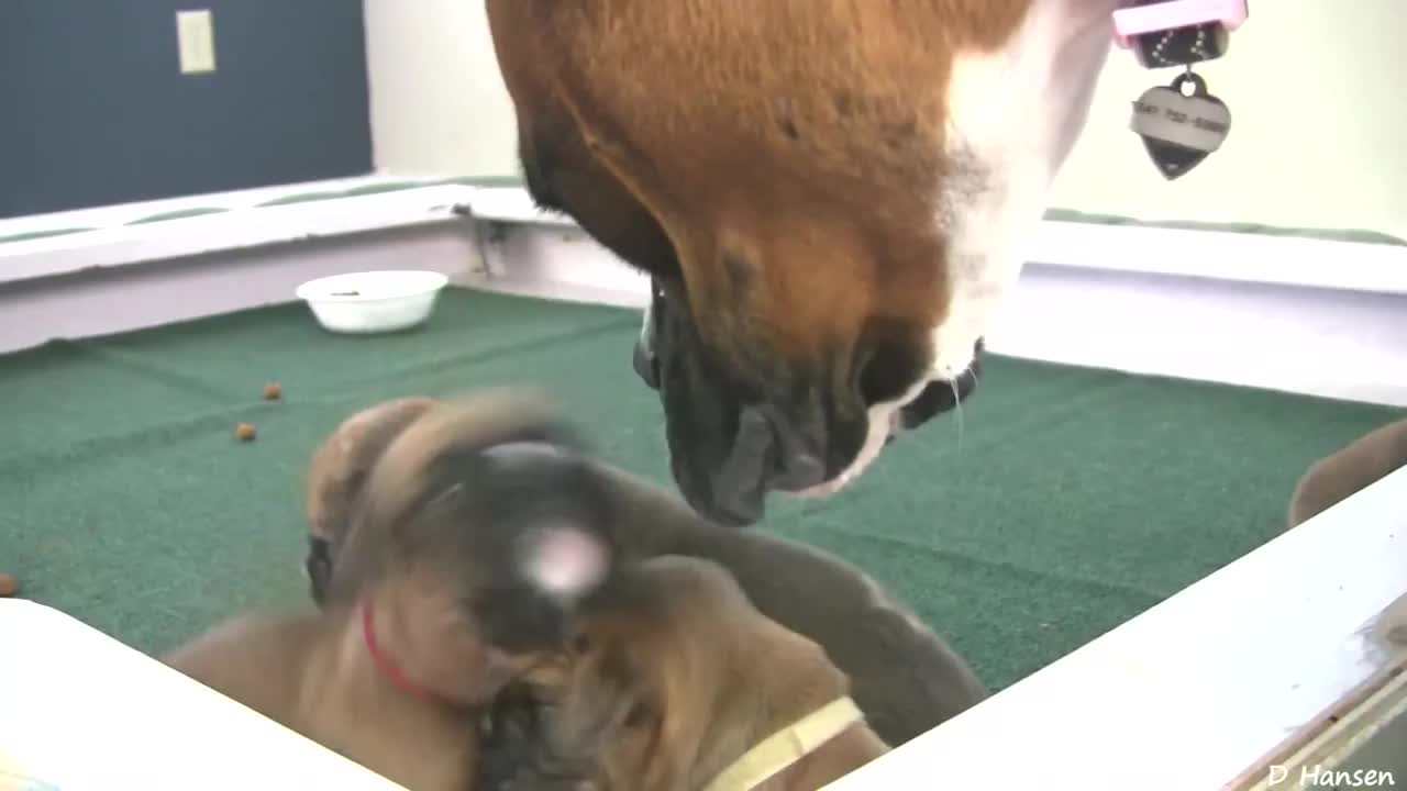 Boxer Puppies Howl in HD