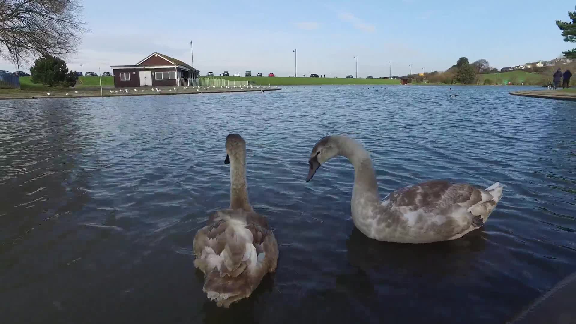 Lake Birds