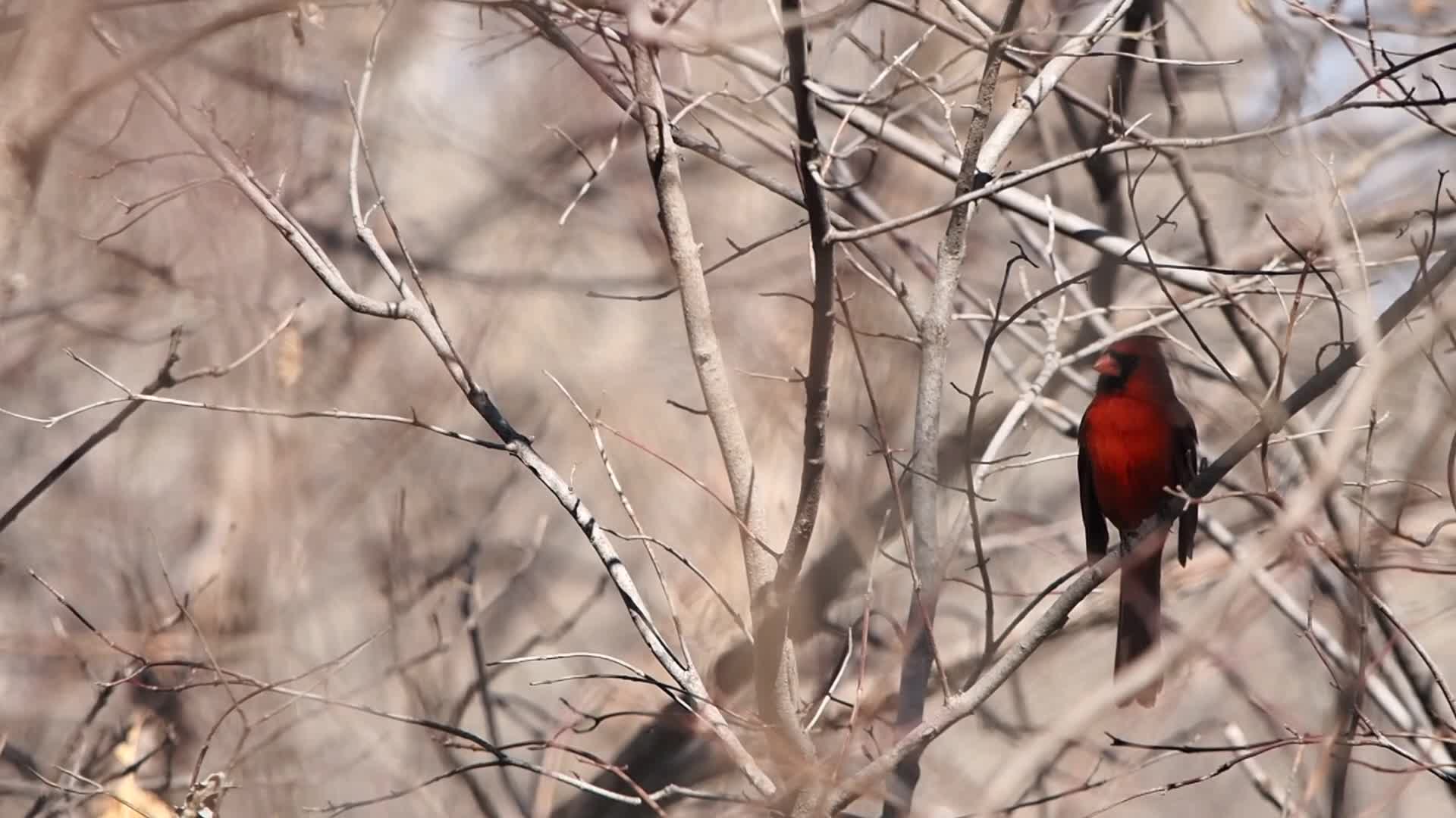 Cardinal's Song 1