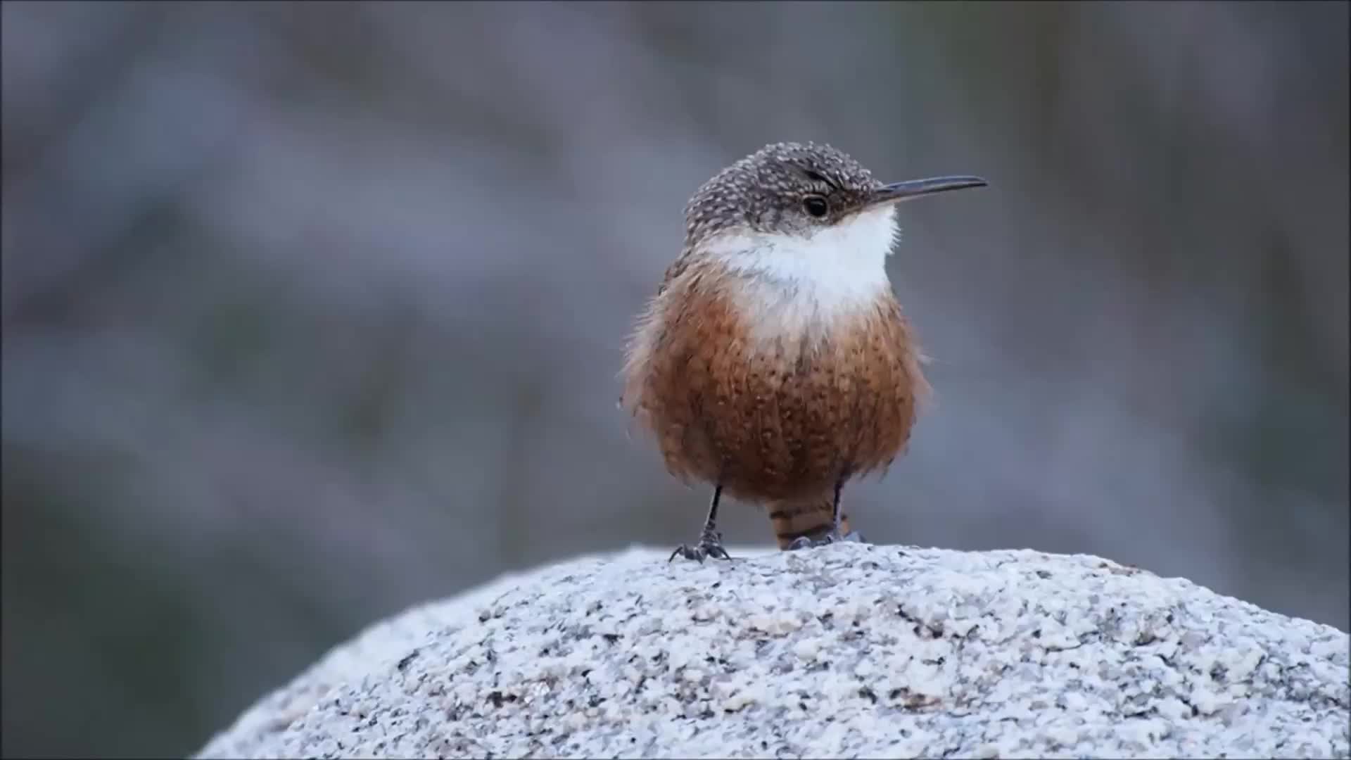 Cute Little Bird